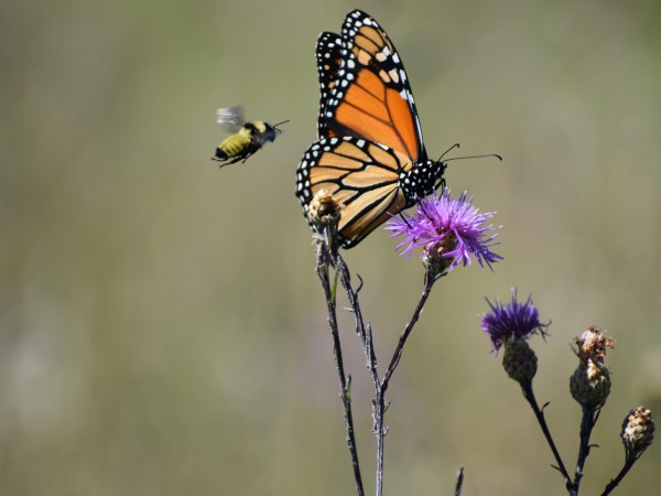 Monarch nectaring on thistle.