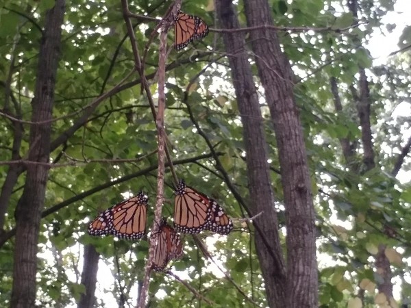 Monarchs roosting.