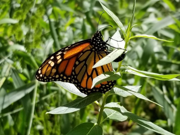 Monarch laying eggs.