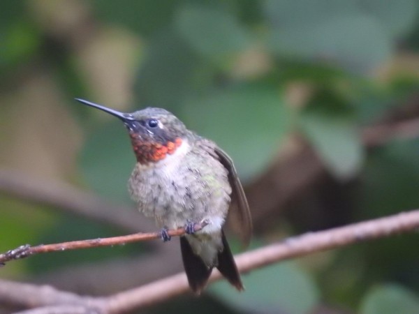 Male Ruby-throated Hummingbird guarding feeder.