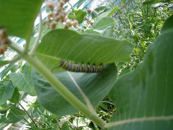 Caterpillar on milkweed.