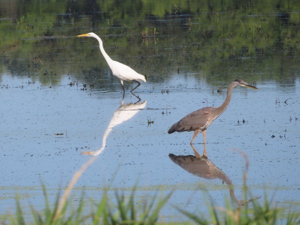Great Blue Heron and Great Egret.