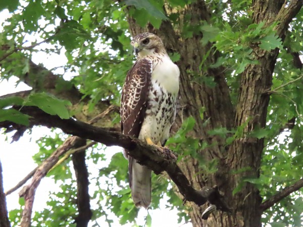  Juvenile Red-tailed Hawk.