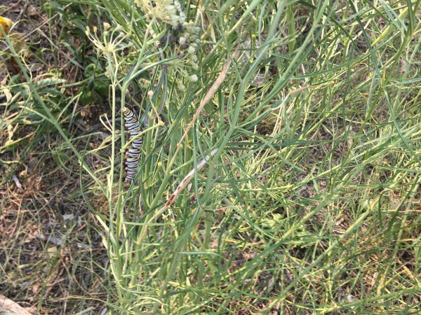Larva feeding on milkweed.