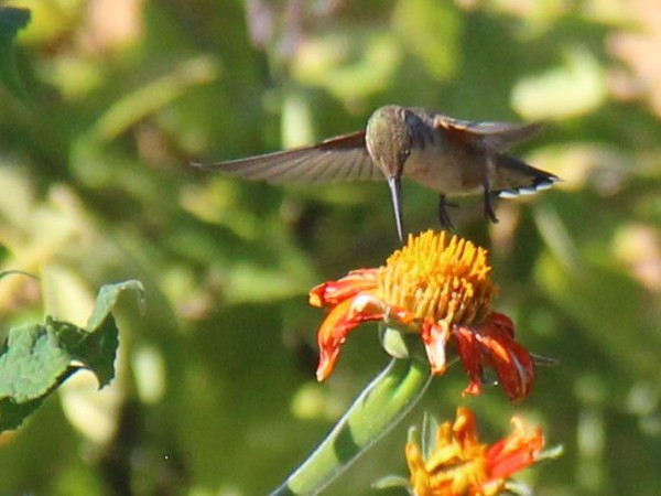 Hummingbird nectaring in Canada.