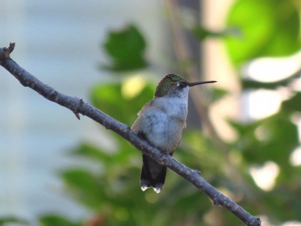Hummingbird resting on branch.