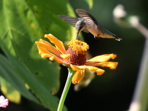 Hummingbird nectaring.