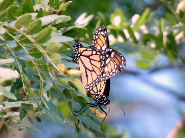 Mating monarchs.