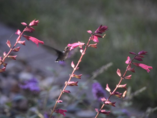 Hummingbird nectaring on salvia.