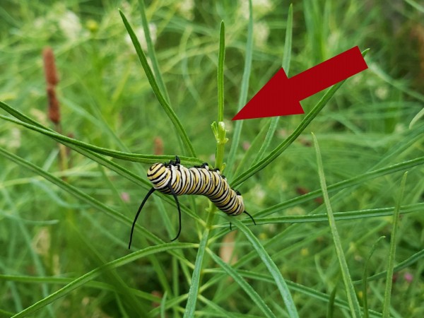 Larva feeding on horsetail milkweed.