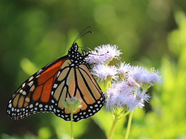 Male monarch on Palm-leaf Mistflower.