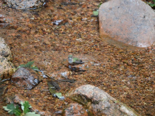 Hummingbird taking a bath in a stream.