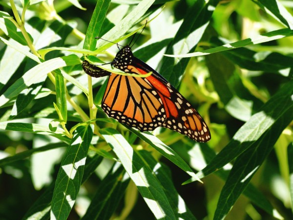 Monarch laying eggs.