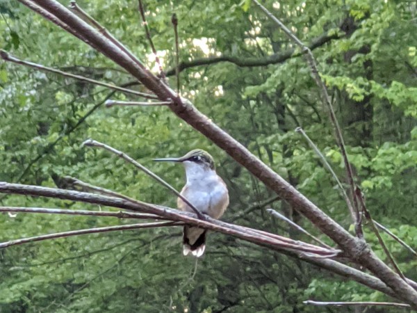 Hummingbird resting on dogwood.