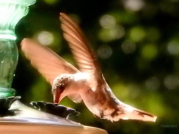 Hummingbird nectaring at feeder.