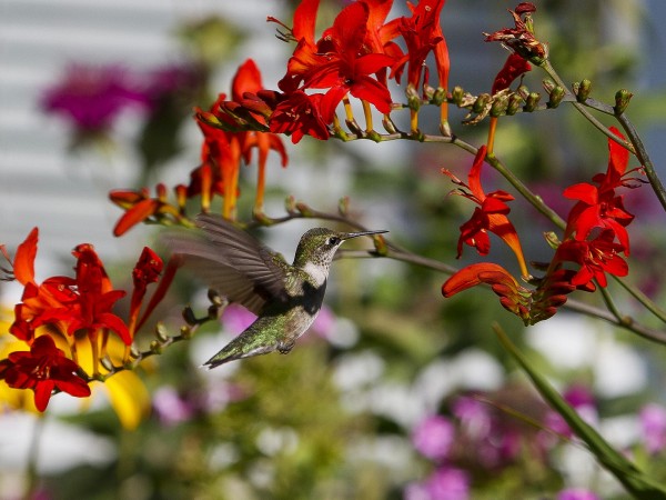Nectaring Hummingbird.