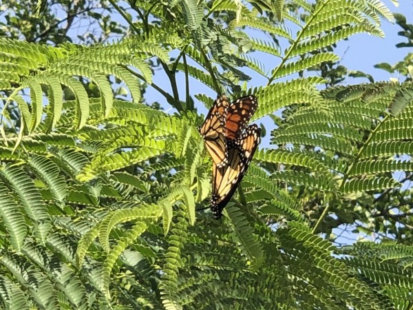 Monarchs breeding in Michigan.