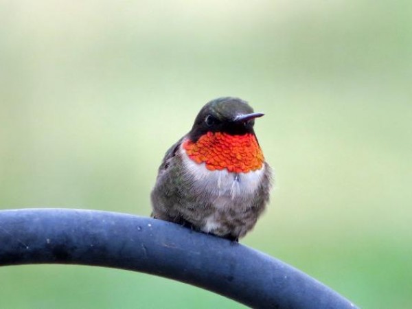 Ruby throated hummingbird