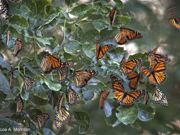 monarch roost