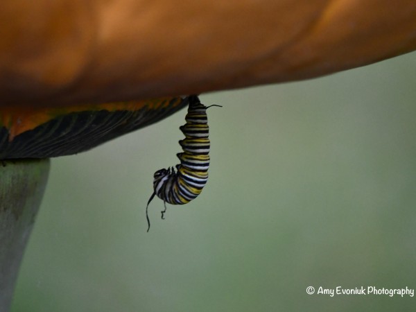Monarch larva in J form.