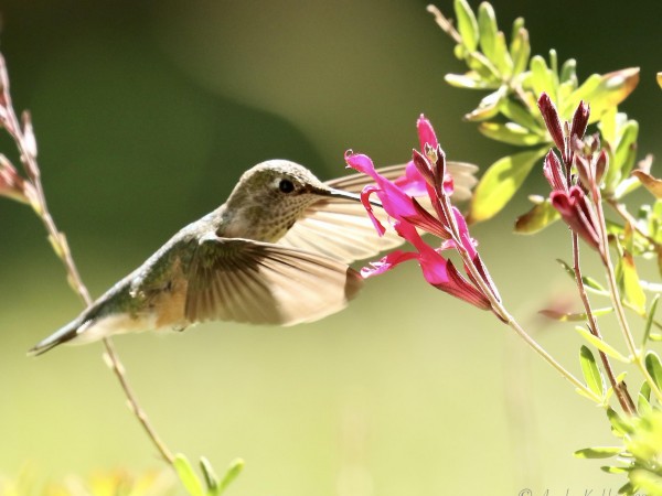 Broad-tailed Hummingbird in Colorado.