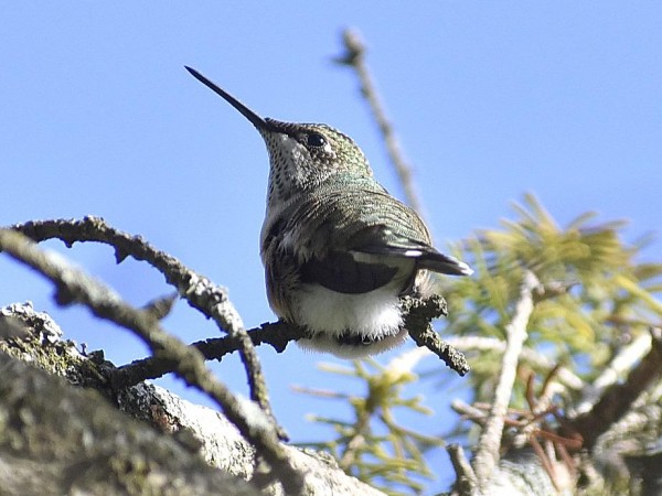 Hummingbird perched in tree.