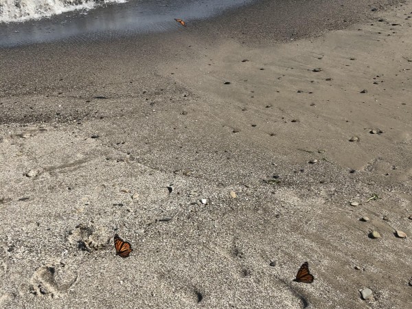 Monarchs on the move along Lake Huron.