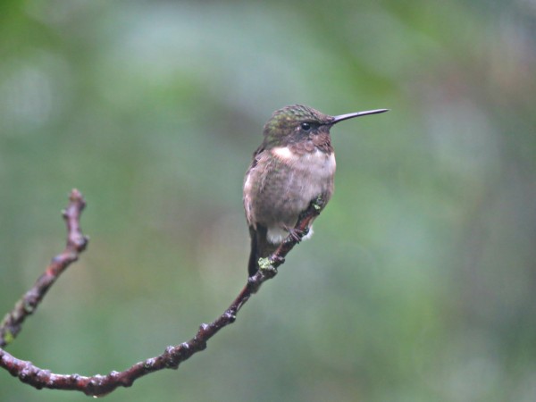 Male Ruby-throated Hummingbird.