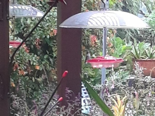 Hummingbird at feeder in Houston, TX.