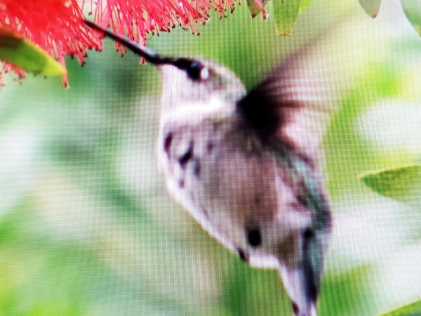 Ruby-throated Hummingbird in Florida.