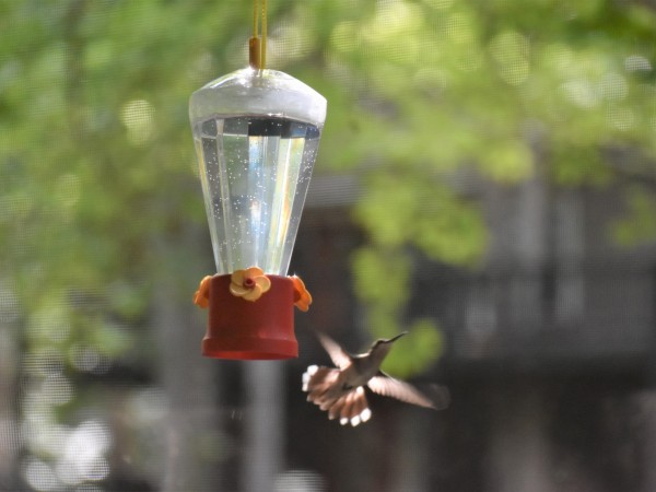 Ruby-throated Hummingbird at feeder.