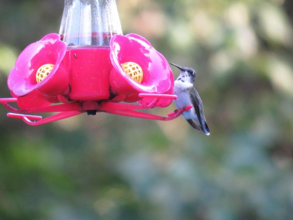 Juvenile hummingbird at feeder.