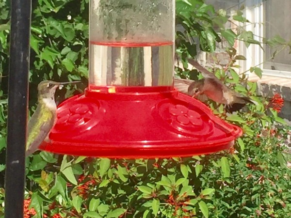 Hummingbirds at feeder in Louisiana.
