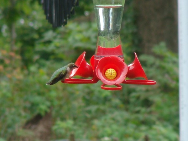 Female Ruby-throated Hummingbird at feeder.
