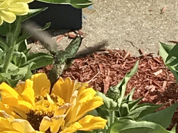 Ruby-throated Hummingbird nectaring in Michigan.