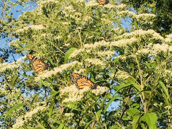 Monarchs nectaring on bonset