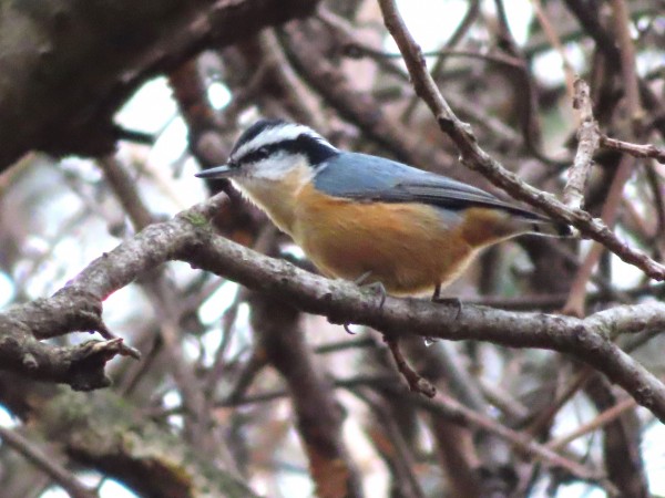 Red-breasted Nuthatch.