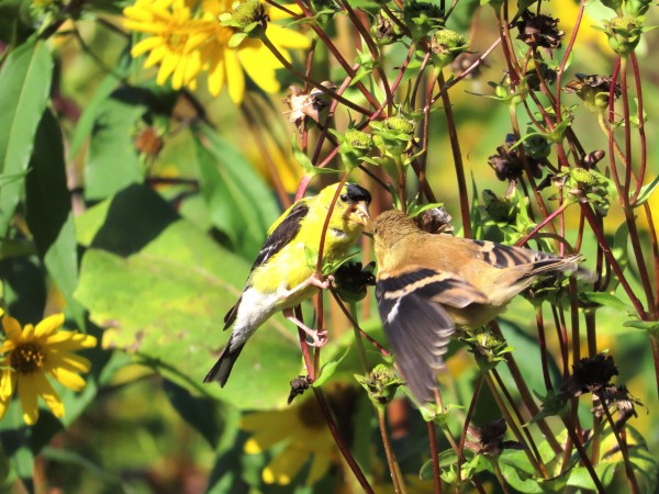 American Goldfinches.