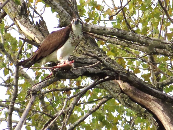 Osprey eating fish.