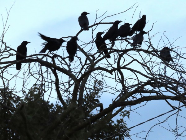 American Crows