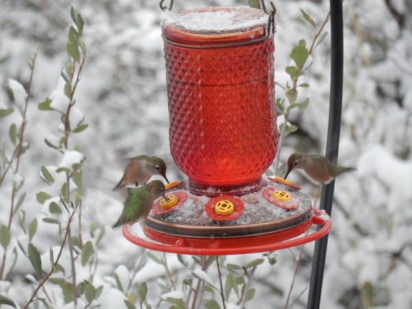 Rufous Hummingbirds at feeder in snowy conditions in Colorado.