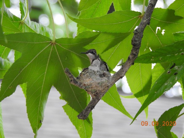 Ruby-throated Hummingbird nestlings.