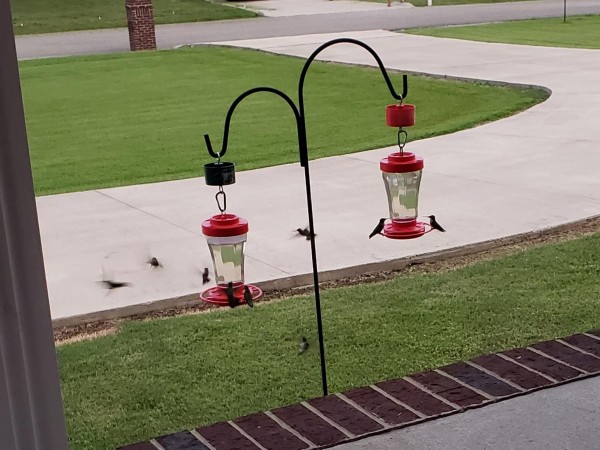 Hummingbird feeding frenzy in Tennessee.
