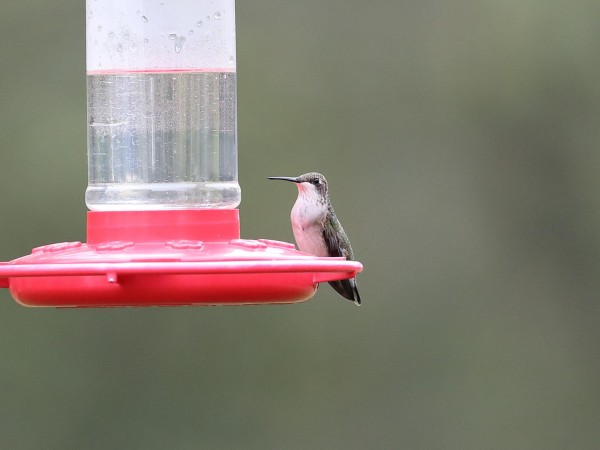 Female hummingbird at feeder