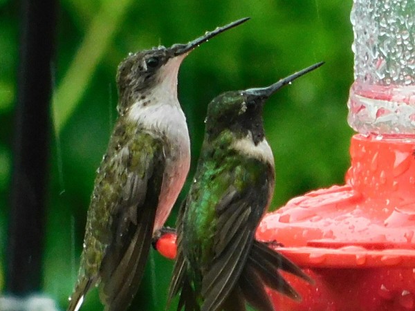 Two Ruby-throated Hummingbirds at feeder in rain.