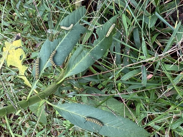 Monarch caterpillars in North Carolina.