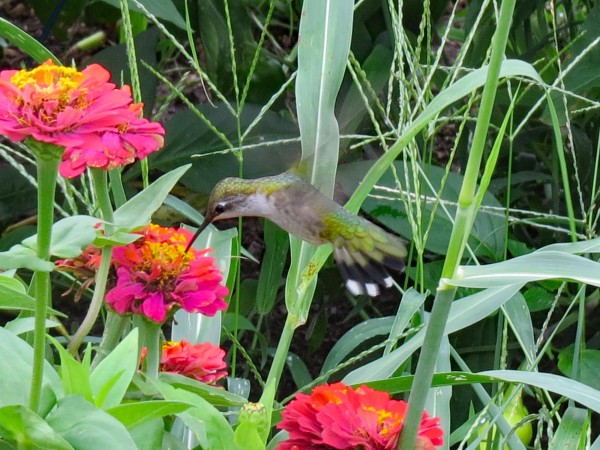 Ruby-throated Hummingbird nectaring on zinnias.