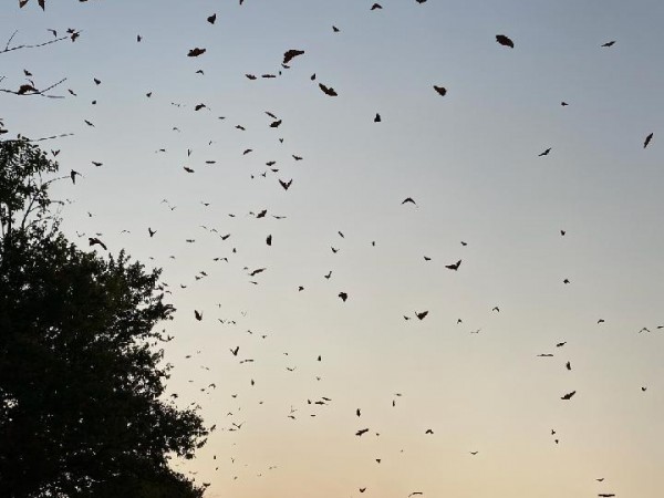 Monarchs flying at sunset in Kansas.