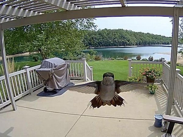 Hummingbird captured on security camera.