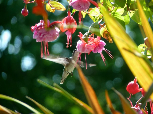 Female Ruby-throated Hummingbird nectaring.